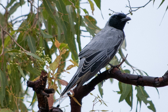 Black-faced Cuckoo Shrike