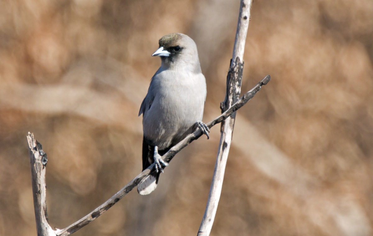 Black-faced Woodswallow