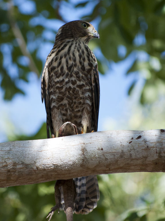 Collared Sparrowhawk