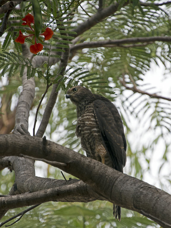 Collared Sparrowhawk
