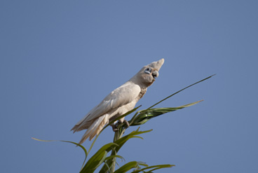 Corella