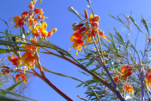 Grevillea