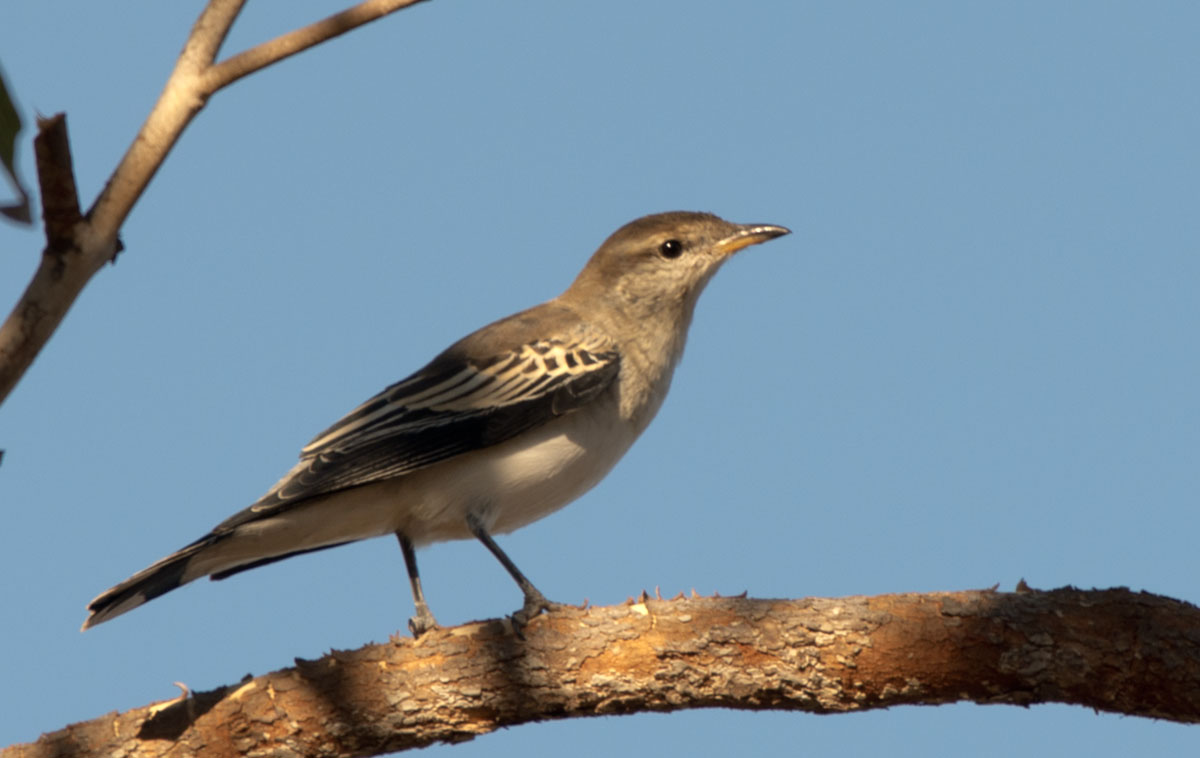 Kimberley Fly Catcher