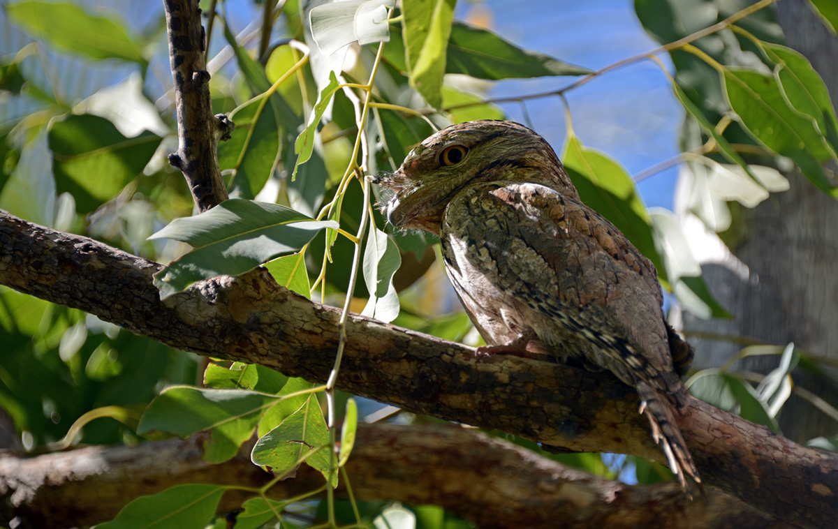 Baby Tawny Frogmouth