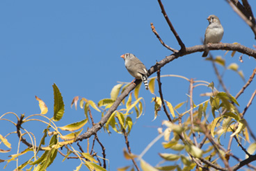 Zebra Finch